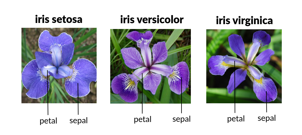 _images/iris.png